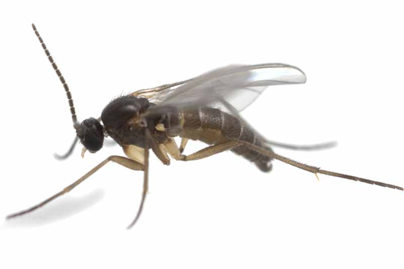 A close up horizontal image of a dark-winged fungus gnat isolated on a white background.