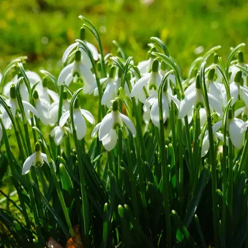 A close up square image of Galanthus elwesii growing in the garden.
