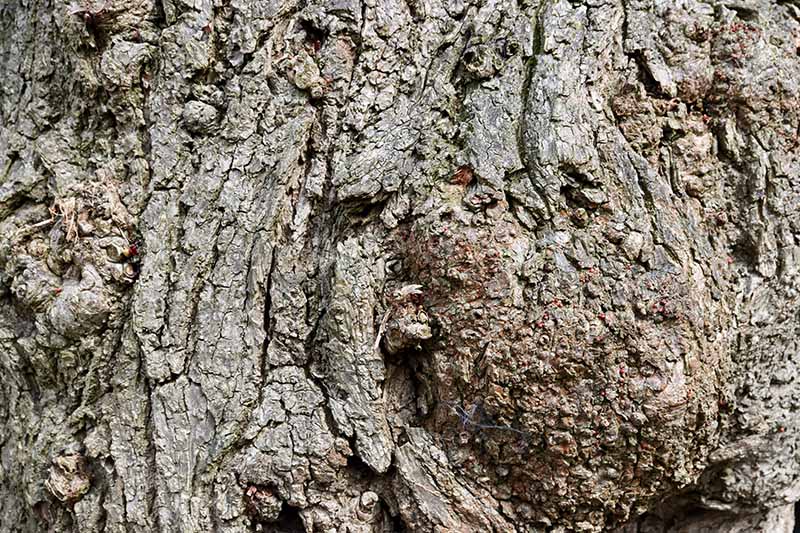 A close up horizontal image of a burr or burl on the wood of a tree trunk.
