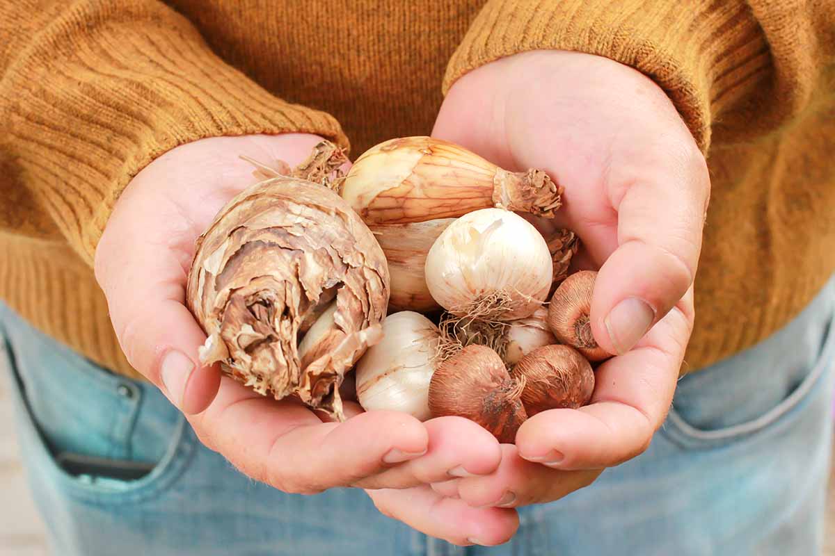 A close up horizontal image of a gardener holding out two palms filled with a selection of different bulbs, rhizomes, and tubers for planting.
