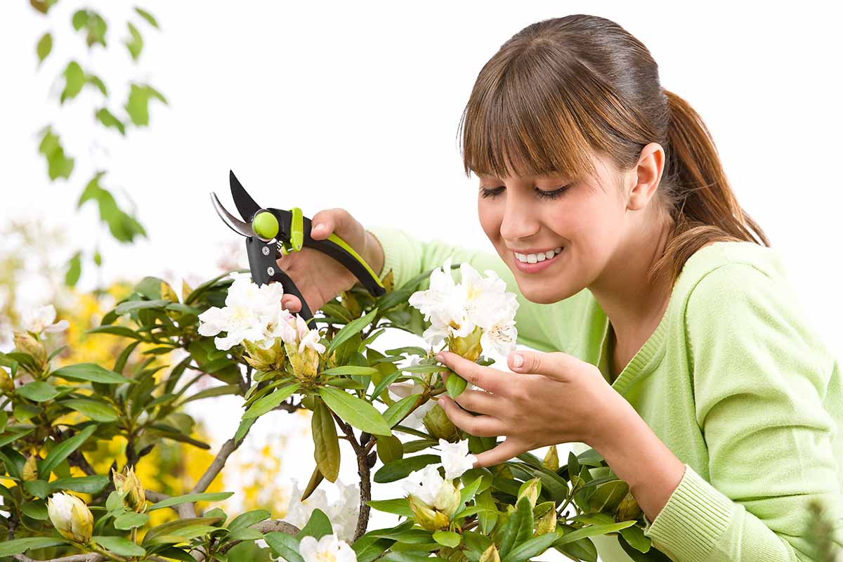 A close up horizontal image of a gardener pruning plants in the garden.