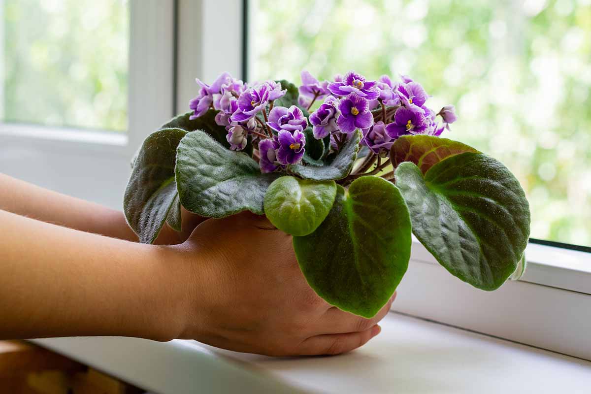A close up horizontal image of a gardener holding a potted African violet plant and placing it on a windowsill.