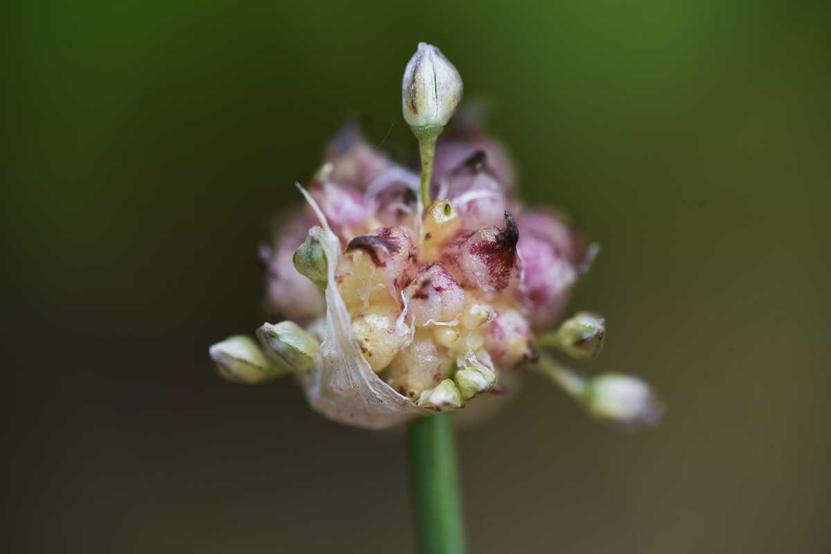 A close up horizontal image of a garlic flower and bulbils isolated on a soft focus green background.