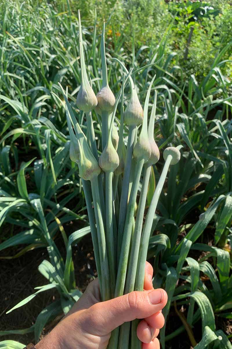 A vertical image of a hand from the bottom of the frame holding up a bunch of hardneck garlic scapes pictured in light sunshine.
