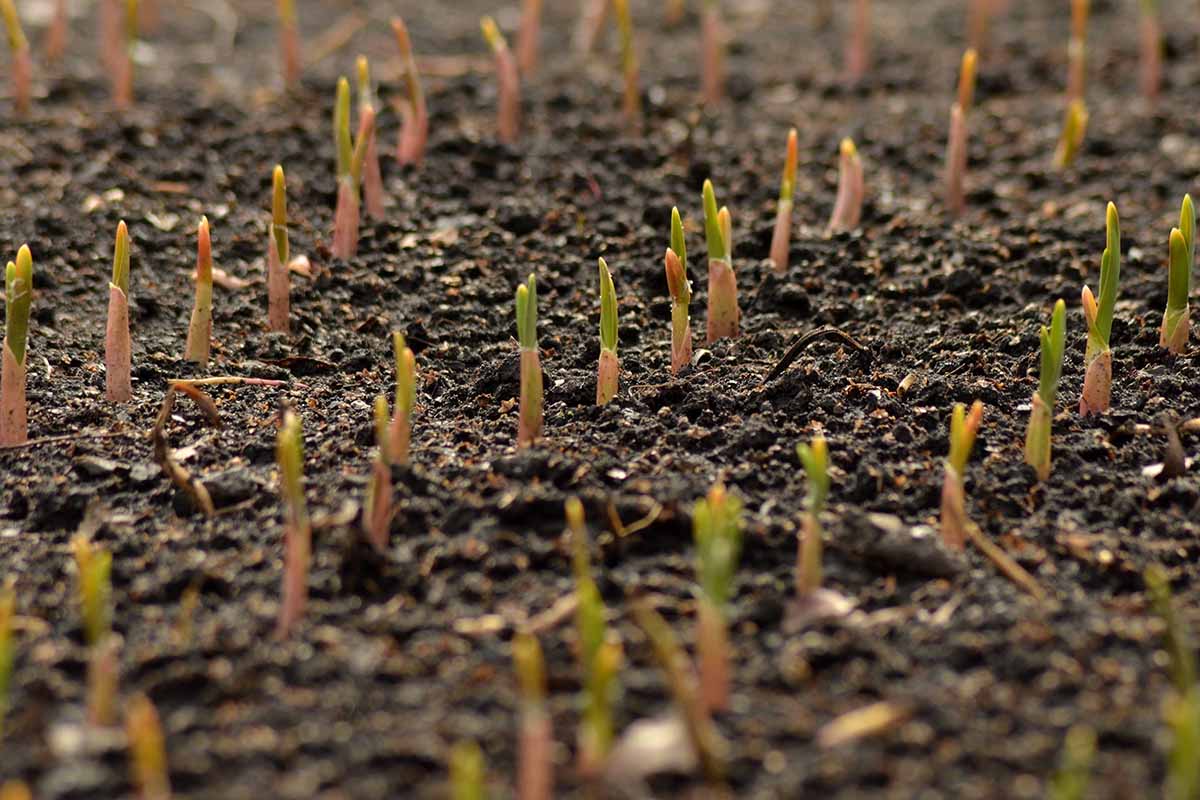 A close up horizontal image of garlic sprouts pushing through the soil.