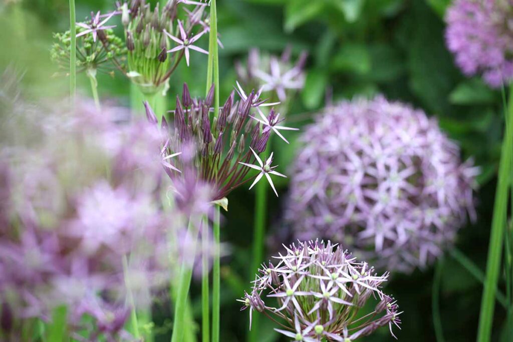 Persian Star