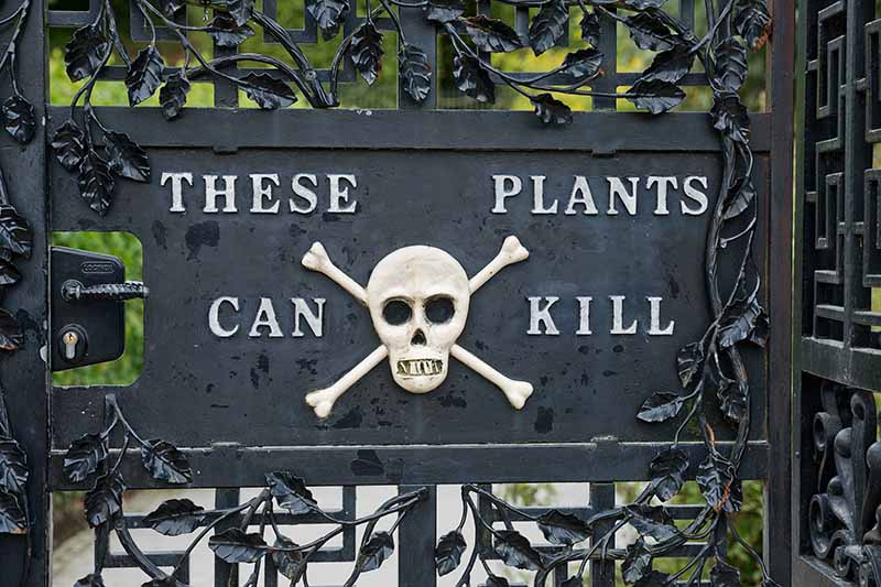 A horizontal image of the metal gates at the entrance to the Poison Garden with a skull and crossbones and "These Plants Can Kill" sign.