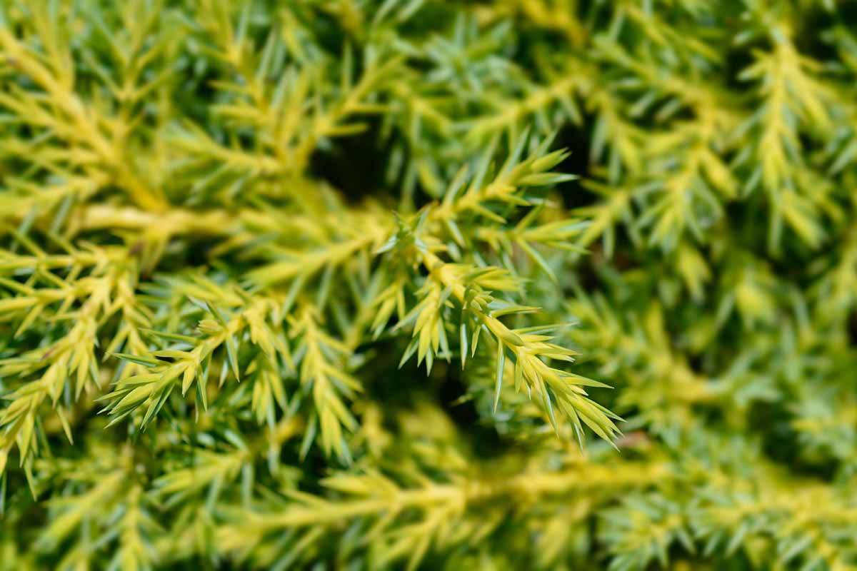 A close up horizontal image of the yellow and green Juniperus chinensis 'Gold Star' Chinese juniper.