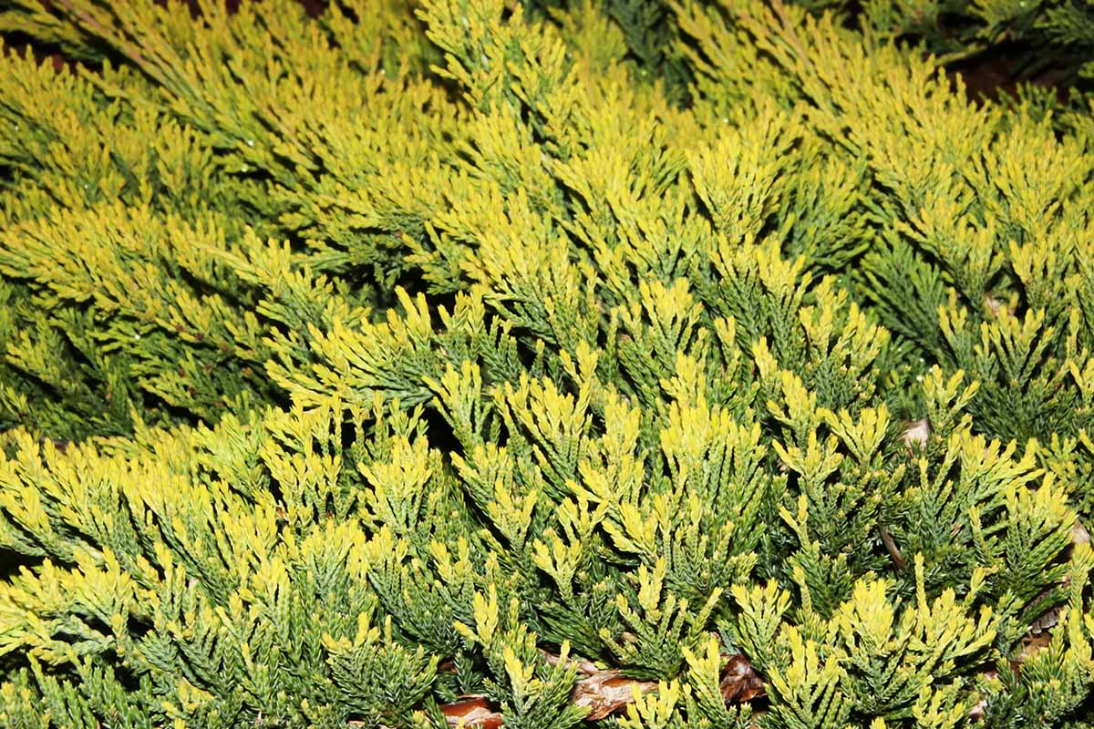 A close up horizontal image of Juniperus horizontalis 'Golden Carpet' growing in the garden.