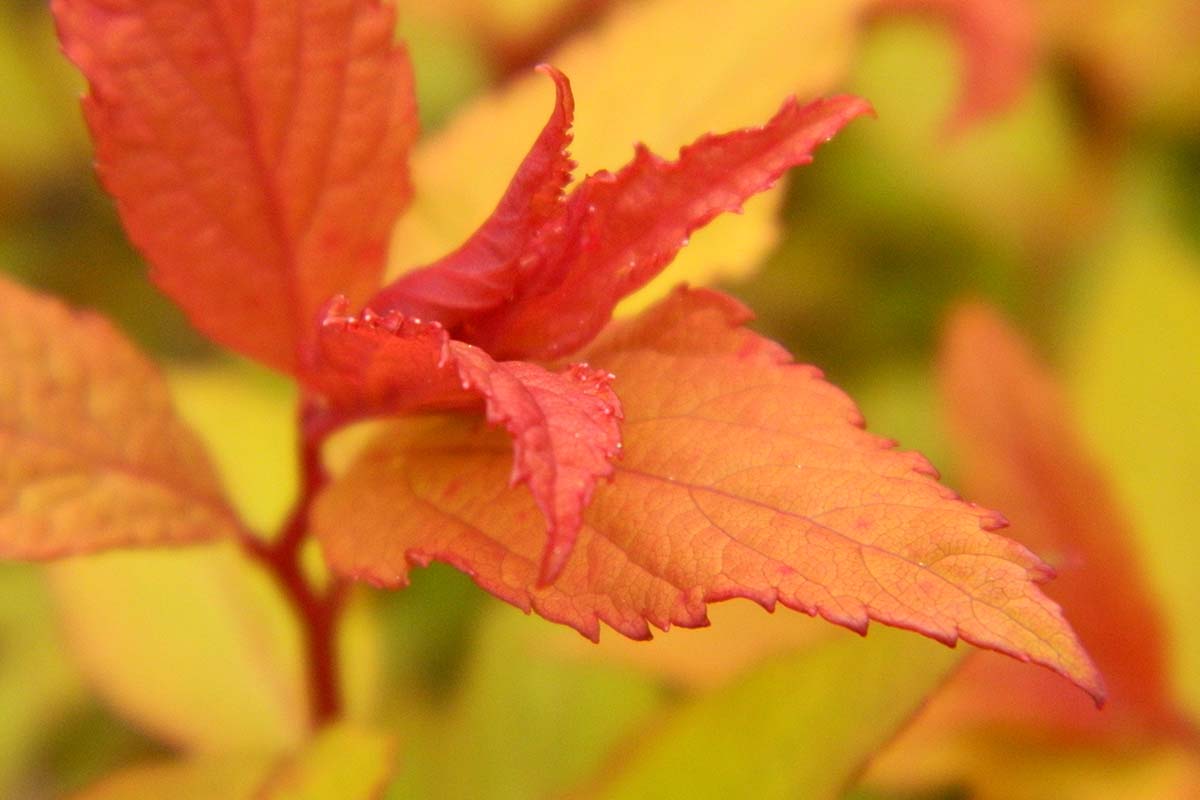 A close up horizontal image of the red fall foliage of 'Goldflame' spirea pictured on a soft focus background.