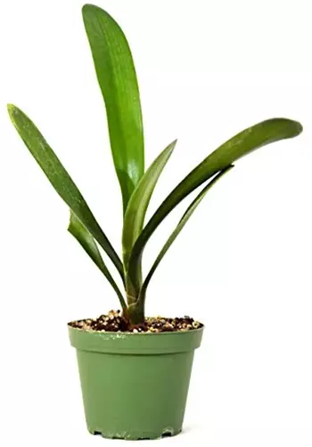 A close up of a 'Good Hope' clivia plant growing in a green pot isolated on a white background.