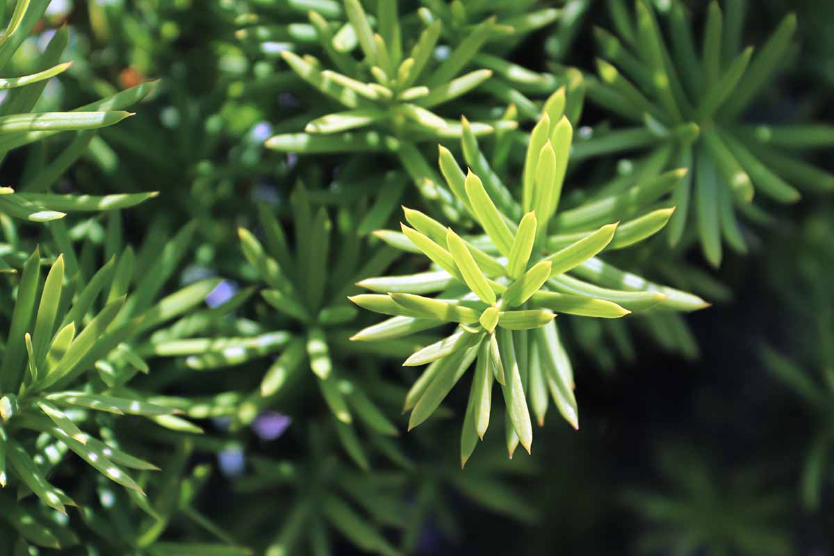 A close up horizontal image of the foliage of a Hicks yew shrub.