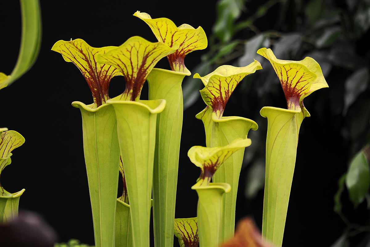 A close up horizontal image of green and maroon pitcher plants pictured on a soft focus background.
