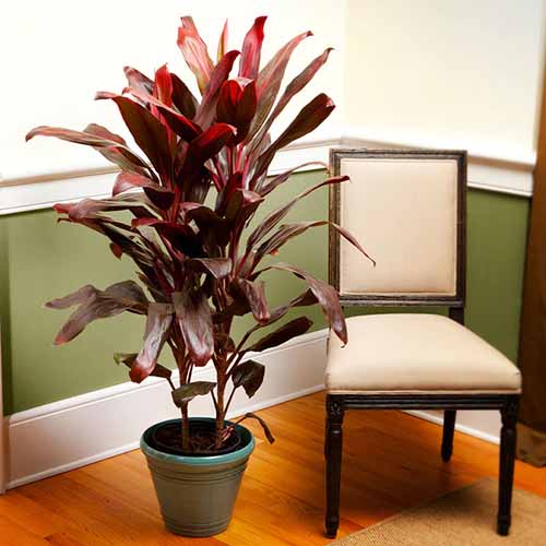 A square image of a Hawaiian ti plant growing in a green pot indoors next to a dining room chair.