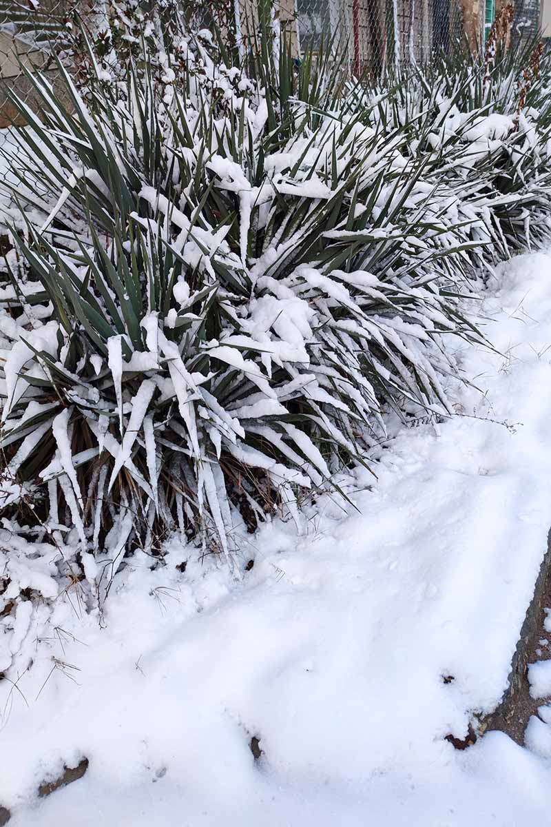 A vertical image of yucca plants growing outside a residence covered in snow.