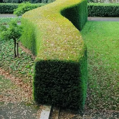 A square image of a neatly pruned yew hedge growing in the garden.