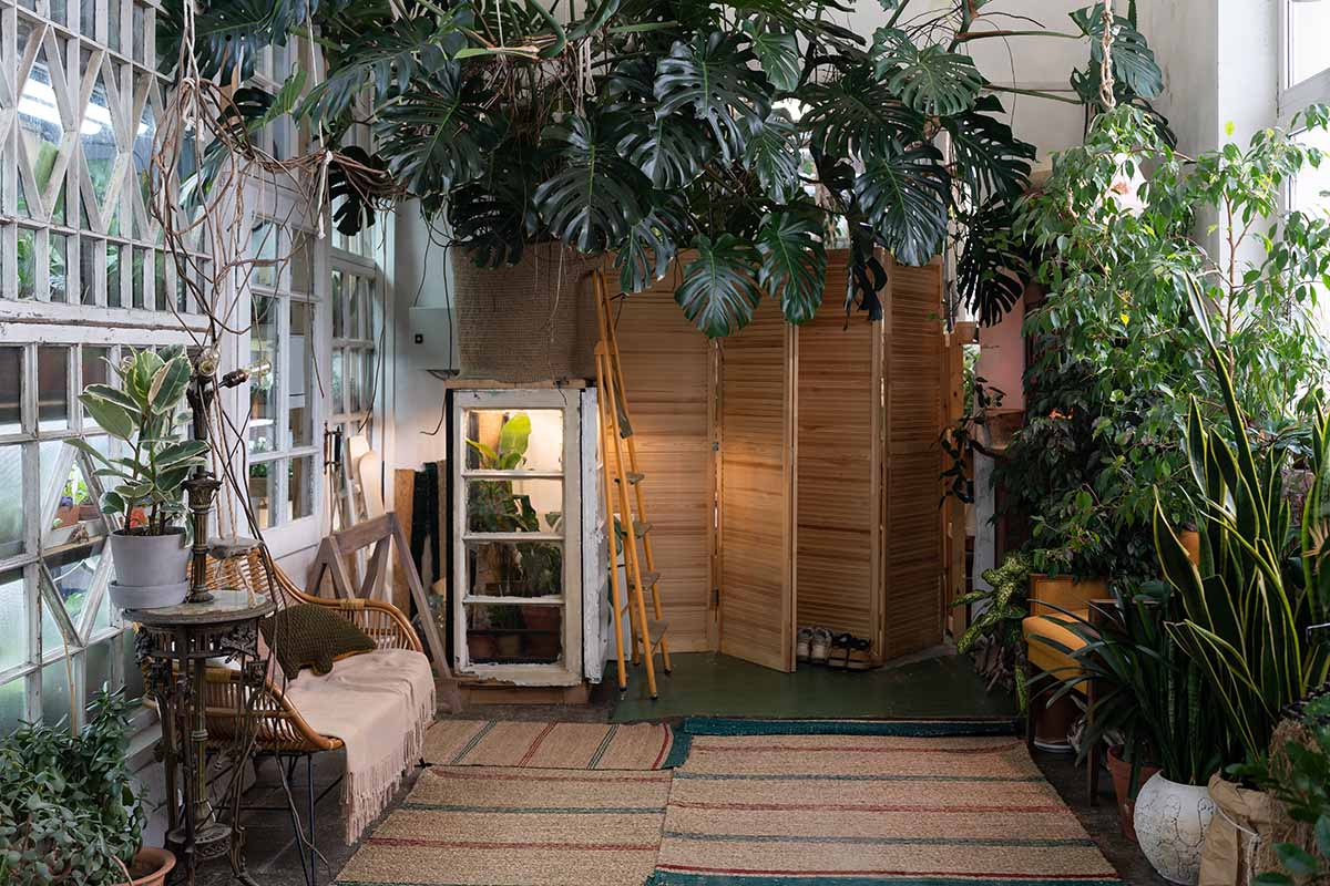 A horizontal image of a cozy room filled with a variety of house plants.