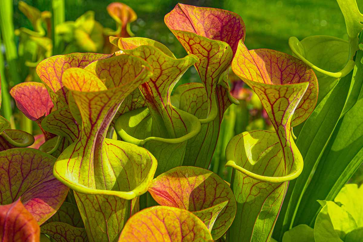 A close up horizontal image of the large pitchers of Sarracenia carnivorous plants pictured in light sunshine.