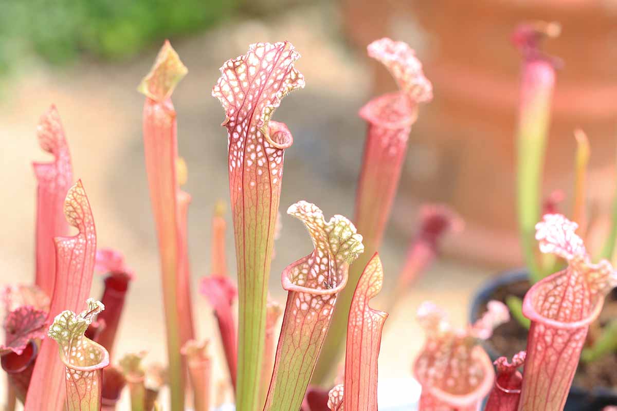 A close up horizontal image of light pink and green Sarracenia plants pictured on a soft focus background.