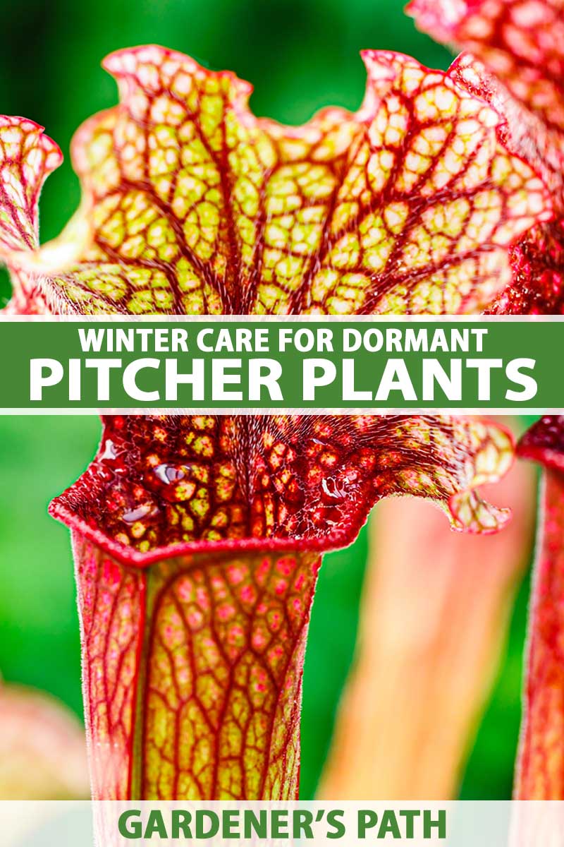A close up vertical image of Sarracenia pitcher plants growing in the garden pictured on a soft focus background. To the center and bottom of the frame is green and white printed text.