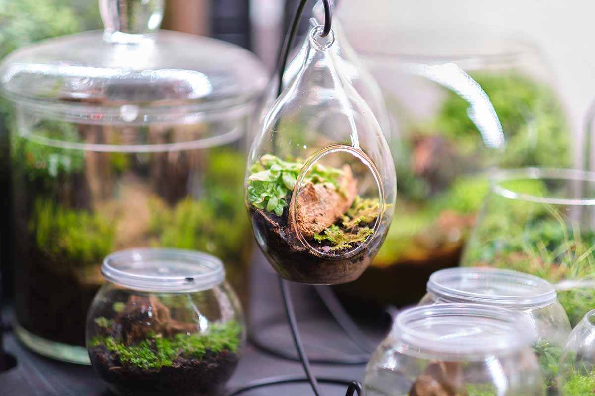 A close up horizontal image of a variety of different glass indoor greenhouses or terrariums pictured on a soft focus background.