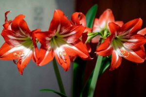 A close up horizontal image of red and white amaryllis flowers growing indoors pictured on a soft focus background.