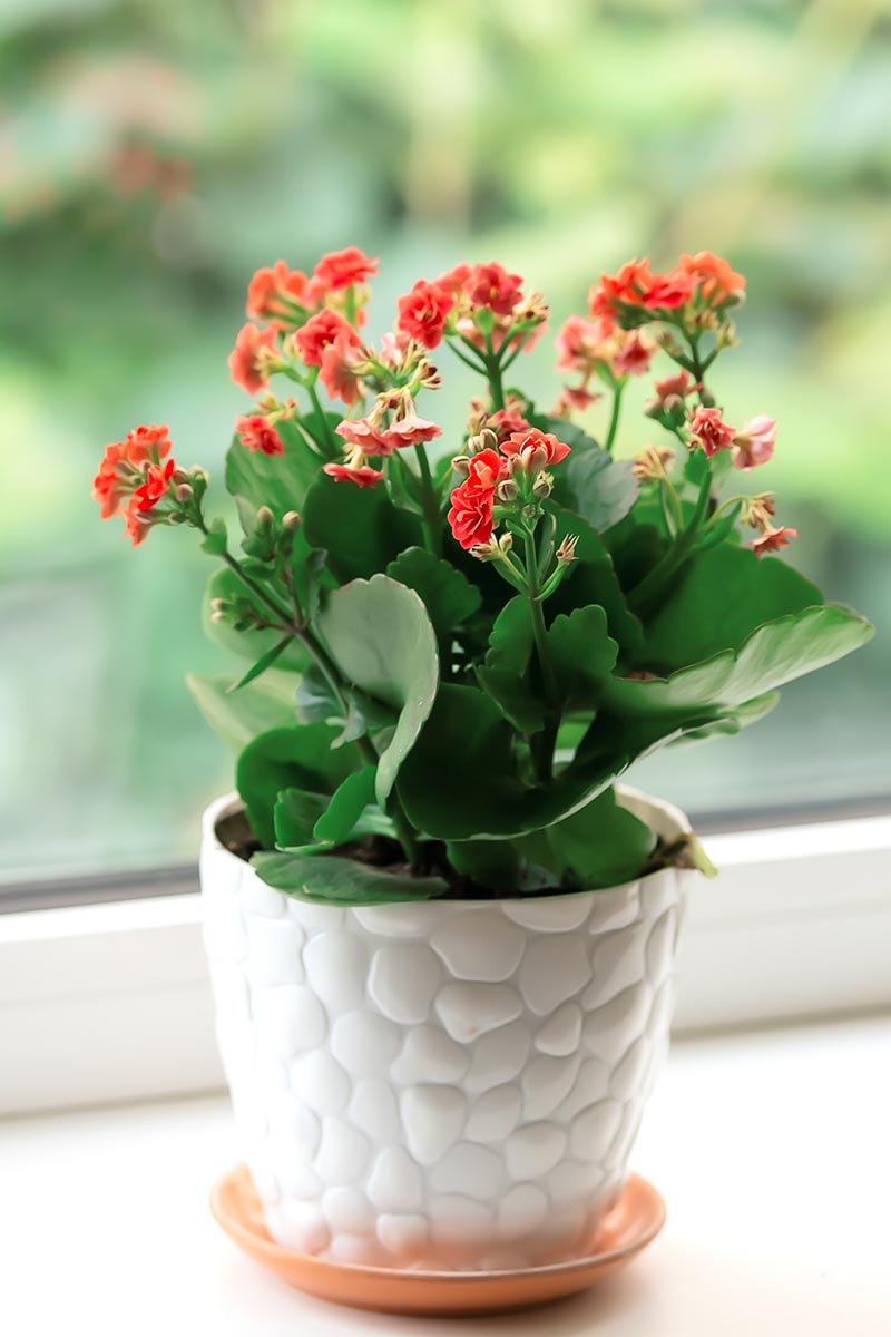 A close up vertical image of a red Kalanchoe blossfeldiana (aka flaming Katy) set on a windowsill, pictured on a soft focus background.