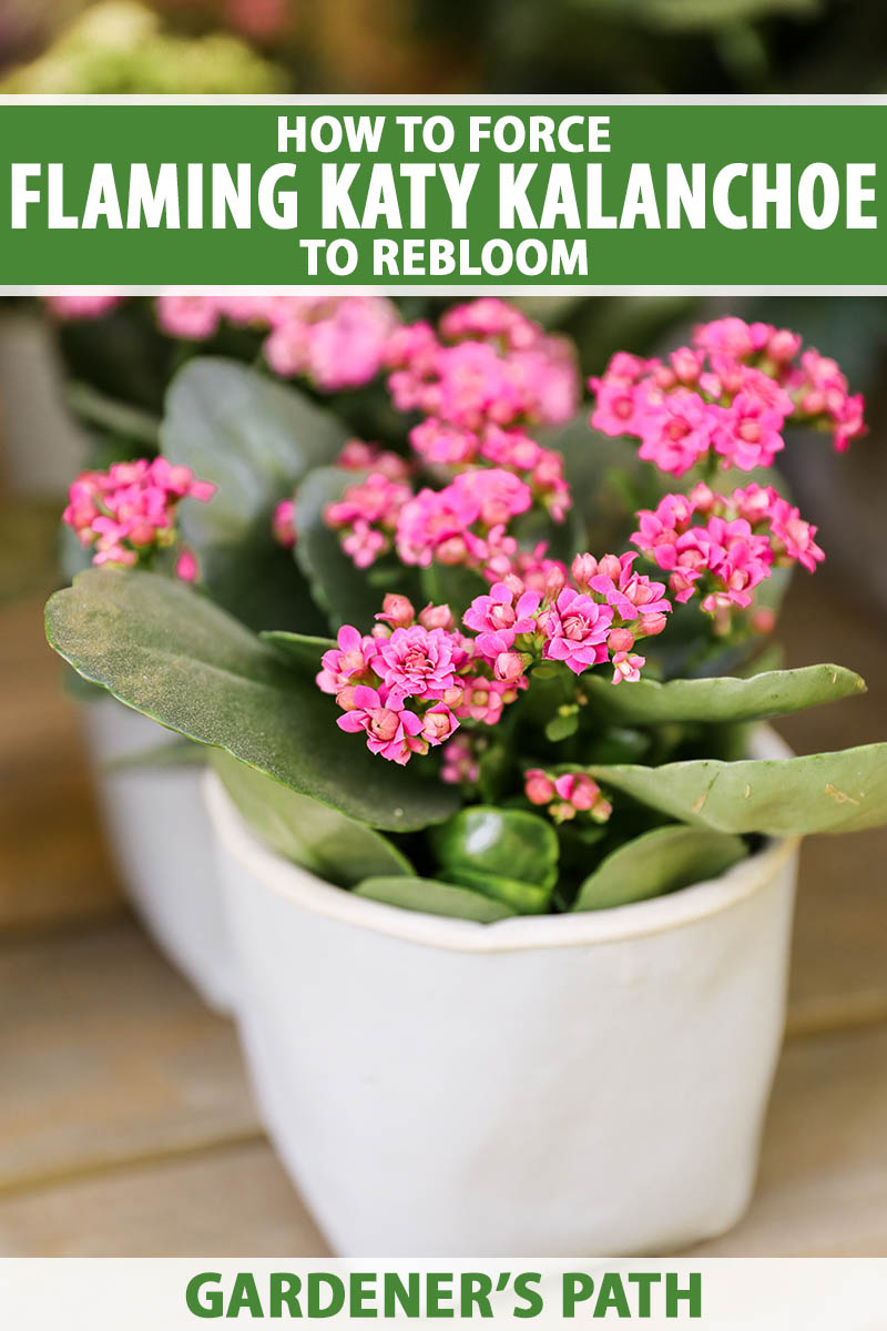 A close up vertical image of the pink flowers and succulent green foliage of a potted flaming Katy (Kalanchoe blossfeldiana) plant set on a wooden surface. To the top and bottom of the frame is green and white printed text.
