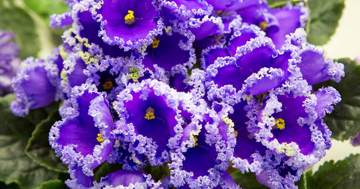 How to Grow and Care For African Violets | Gardener's Path