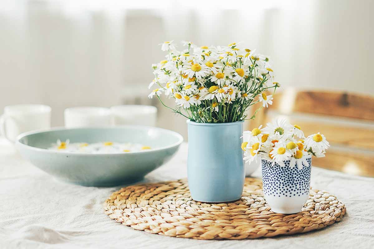 A horizontal image of chamomile flowers in vases and in a bowl set on a wicker table mat.