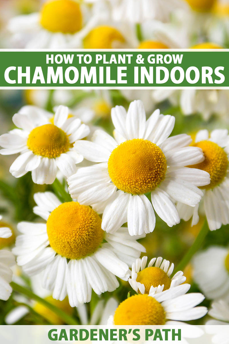 A close up vertical image of chamomile flowers with bright yellow centers and white petals, fading to soft focus in the background. To the top and bottom of the frame is green and white printed text.