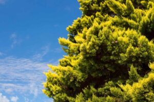 A horizontal image of a large Chinese juniper (Juniperus chinensis) pictured on a blue sky background.