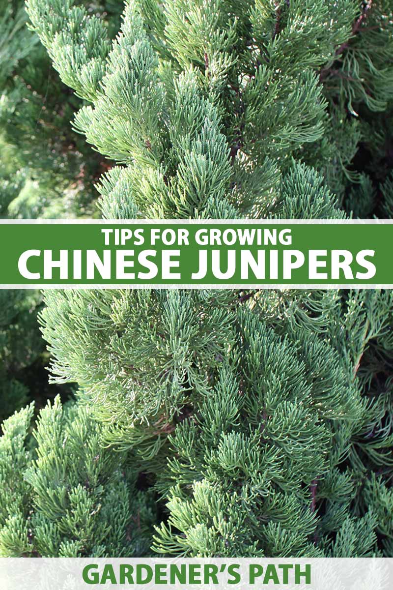 A close up vertical image of a mature Chinese juniper (Juniperus chinensis) growing in the garden pictured in light sunshine. To the center and bottom of the frame is green and white printed text.