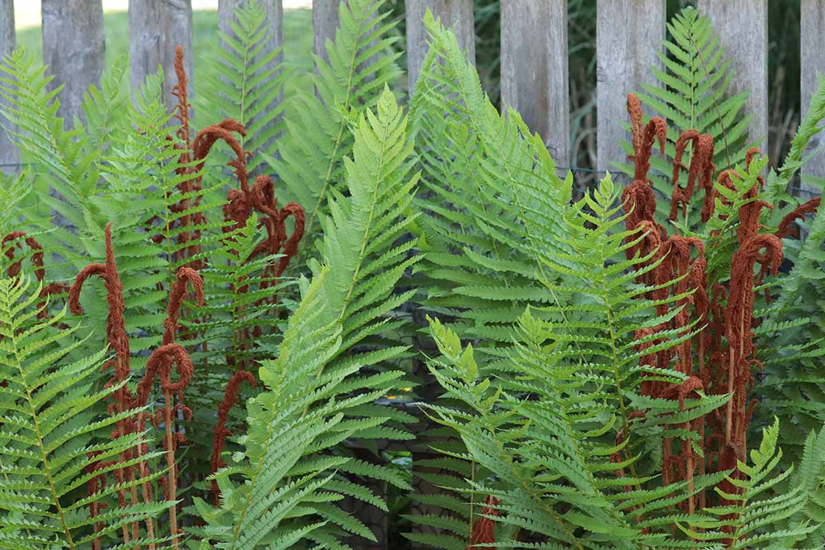 A close up horizontal image of the green fronds and unfurling brown ones of a cinnamon fern (Osmundastrum cinnamomeum) growing by a wooden fence.