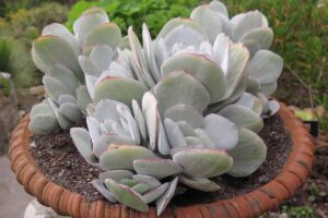 A close up horizontal image of a silver jade plant growing in a terra cotta pot outdoors.