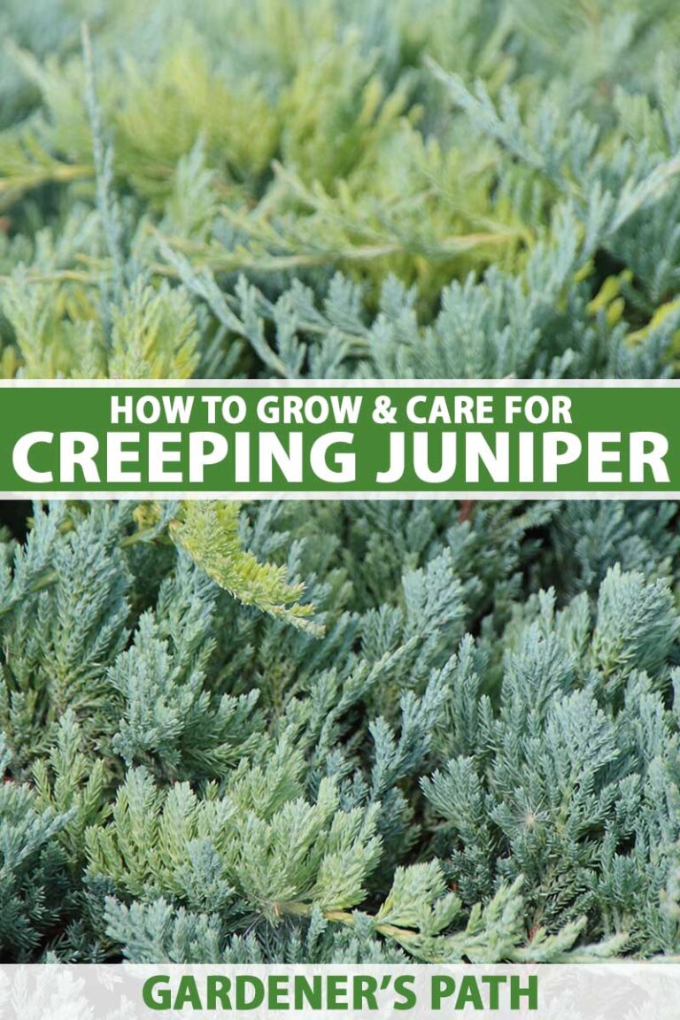 How To Grow And Care For Creeping Juniper Gardener s Path