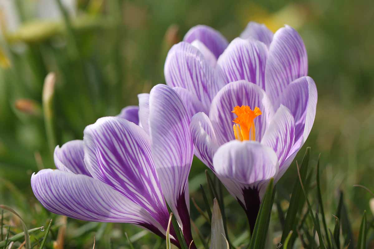 A close up horizontal image of purple and white crocus flowers pictured on a soft focus background.