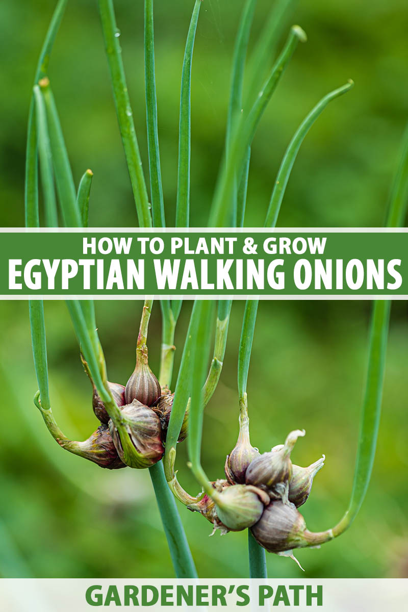A close up vertical image of the scapes and bulblets of Egyptian walking onions (Allium x proliferum) growing in the garden pictured on a green soft focus background. To the center and bottom of the frame is green and white printed text.