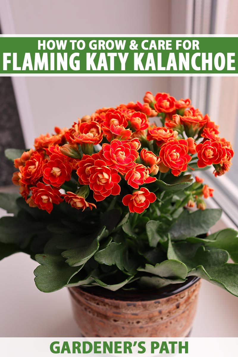 A close up vertical image of an orange flaming Katy plant growing in a pot on a windowsill. To the top and bottom of the frame is green and white printed text.