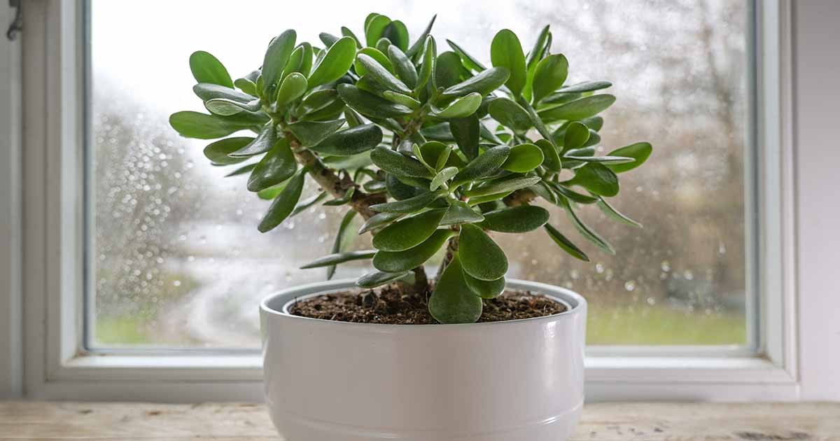 How to Grow and Care for Jade Plants Indoors | Gardener’s Path