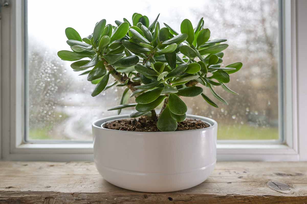 A close up horizontal image of a jade plant (Crassula ovata) growing in a white pot set on a wooden window sill.