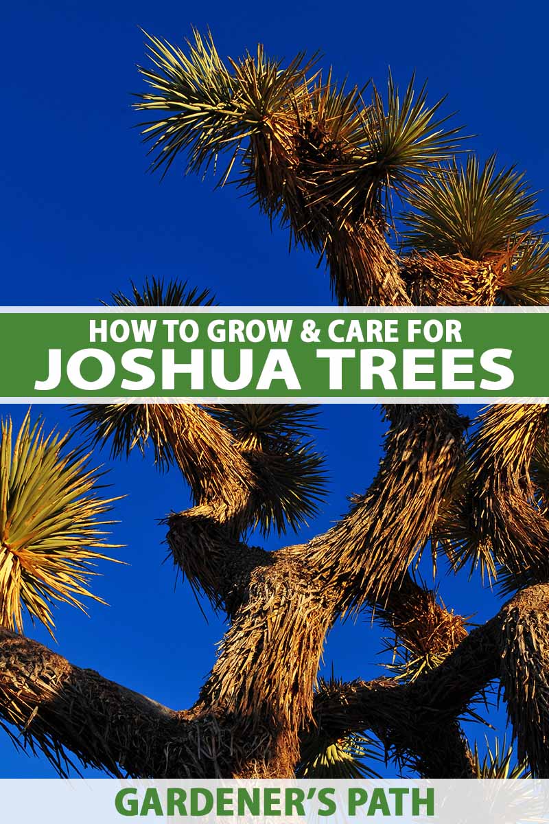 A close up of the stems and foliage of a large Joshua tree isolated on a blue sky background. To the center and bottom of the frame is green and white printed text.