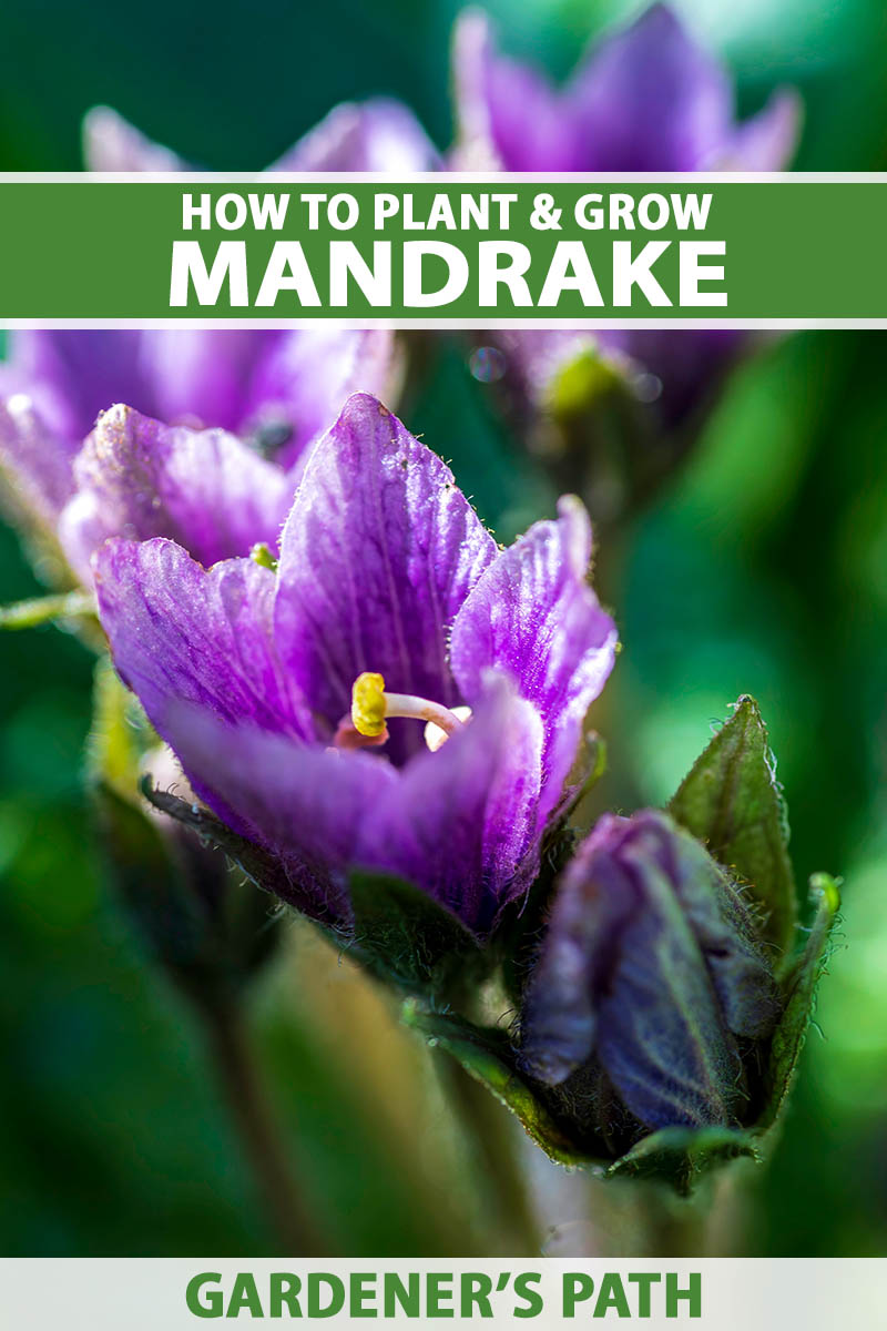 A close up vertical image of the deep purple flowers of mandrake (Mandragora) plants pictured in light sunshine on a soft focus background. To the top and bottom of the frame is green and white printed text.