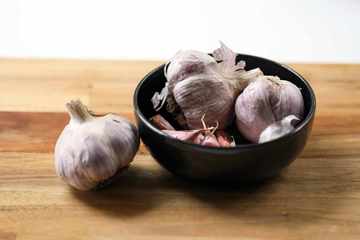 A close up horizontal image of a black bowl filled with dried and cured 'Persian Star' garlic bulbs set on a wooden surface.