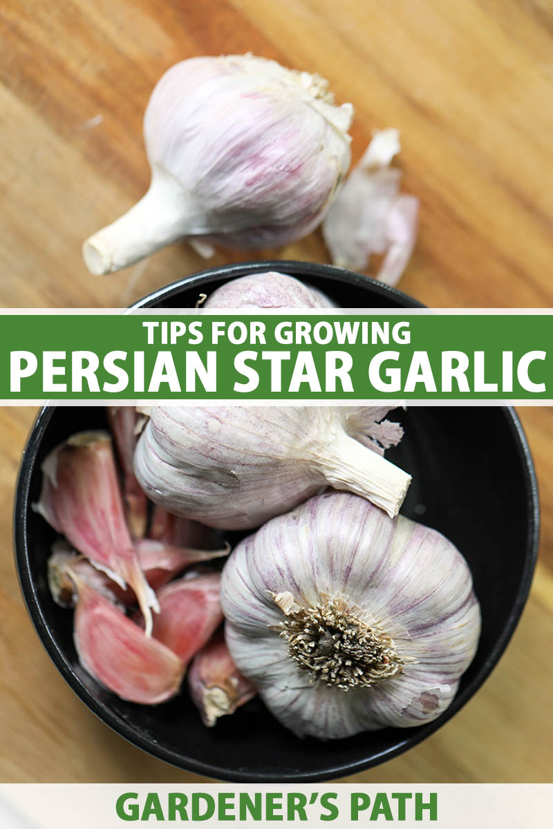 A close up vertical image of a bowl of 'Persian Star' garlic bulbs set on a wooden surface. To the center and bottom of the frame is green and white printed text.