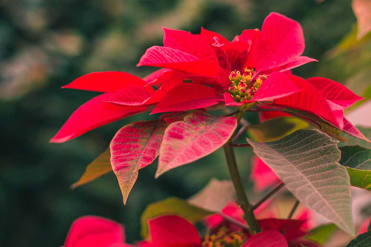 A close up horizontal image of the bright red bracts and green foliage of a poinsettia plant growing outdoors in the garden.