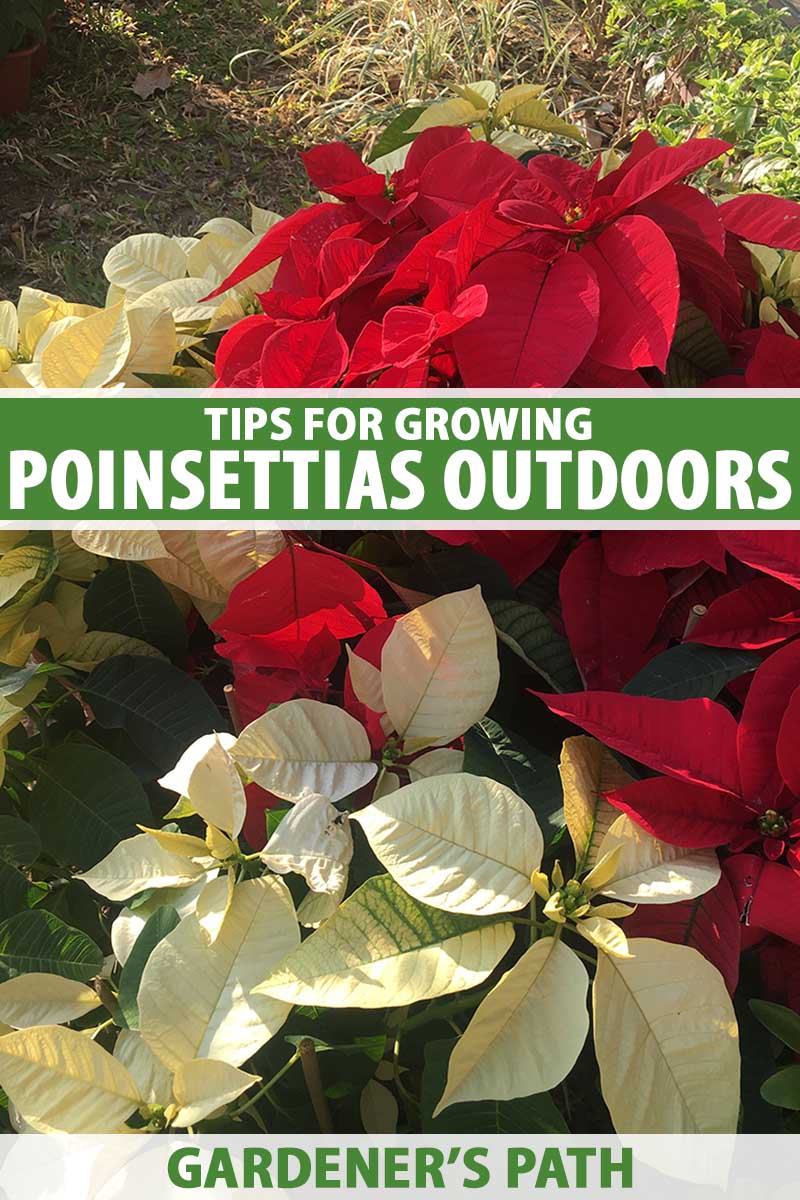 A close up vertical image of red and white poinsettia shrubs growing outdoors pictured in light sunshine. To the center and bottom of the frame is green and white printed text.