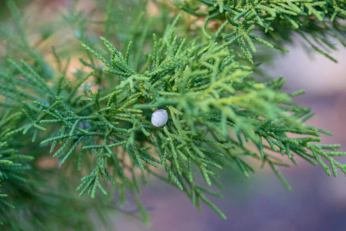 A close up horizontal image of the foliage and blue berries of Rocky Mountain juniper (Juniperus scopulorum) pictured on a soft focus background.