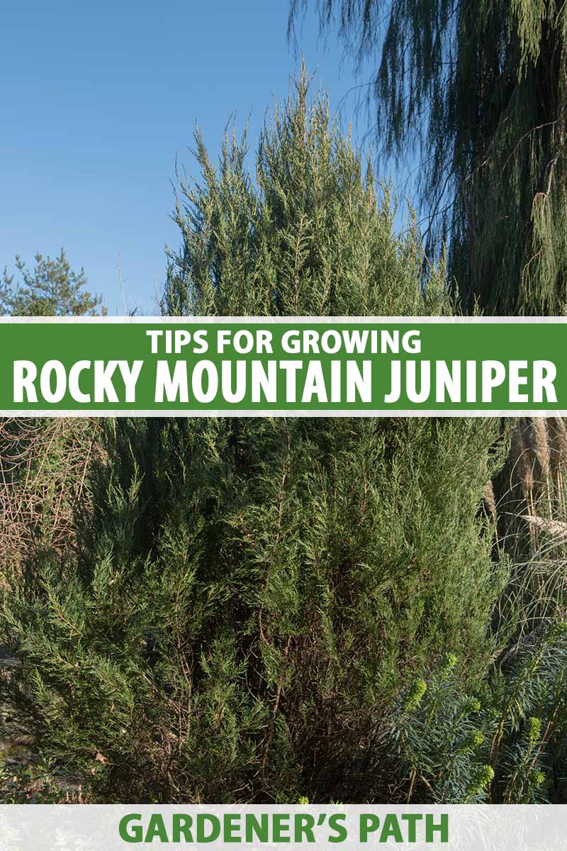 A close up vertical image of a Rocky Mountain juniper (Juniperus scopulorum) tree growing in the garden pictured in light sunshine on a blue sky background. To the center and bottom of the frame is green and white printed text.