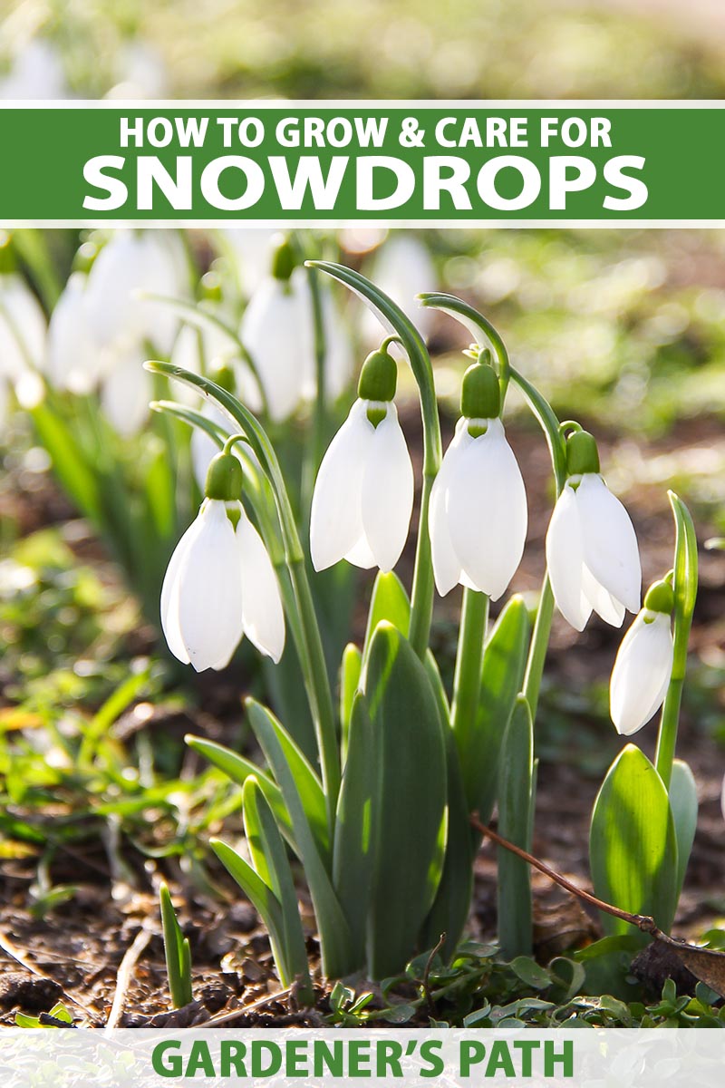 A close up vertical image of hardy snowdrops (Galanthus) growing in the spring garden. To the top and bottom of the frame is green and white printed text.